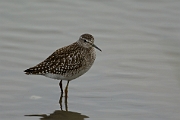 Wood sandpiper